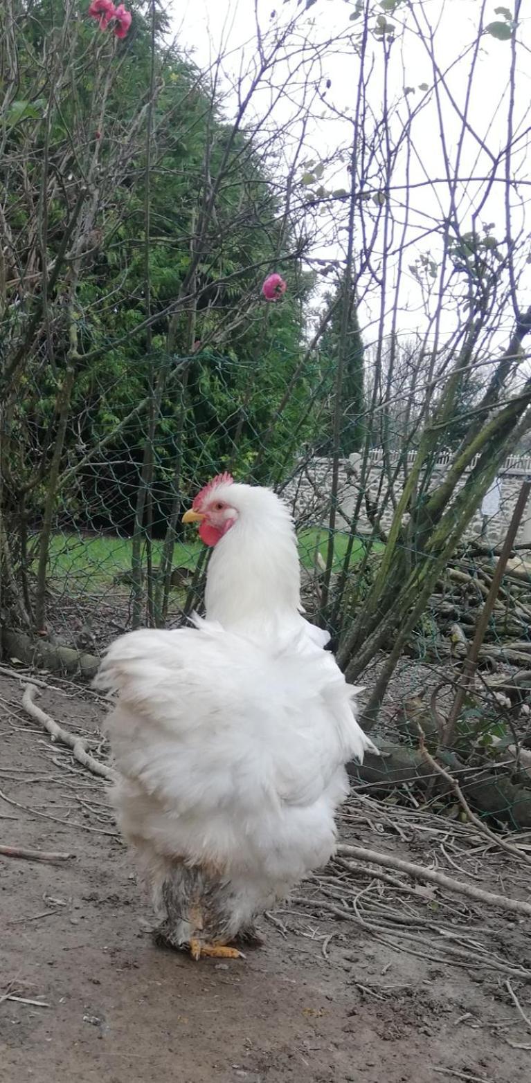 La Petite Boulangerie, chambre d'hôtes indépendante Vaubadon Esterno foto